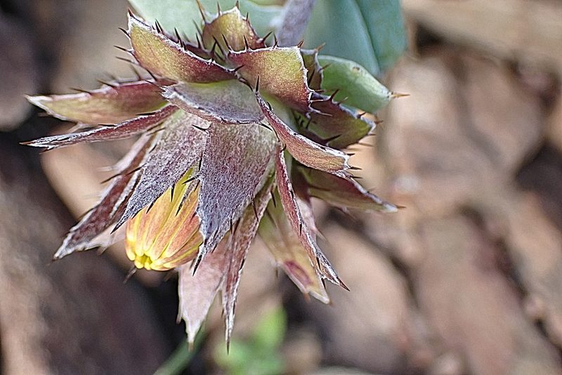 Berkheya cuneata, photographed by Di Turner
