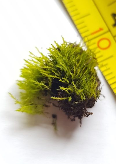 Archidium alternifolium, photographed by Helen Waterman