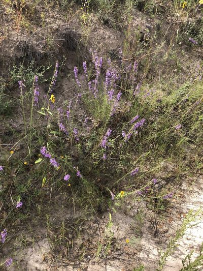 Ipomopsis macombii, photographed by Katherine Parys