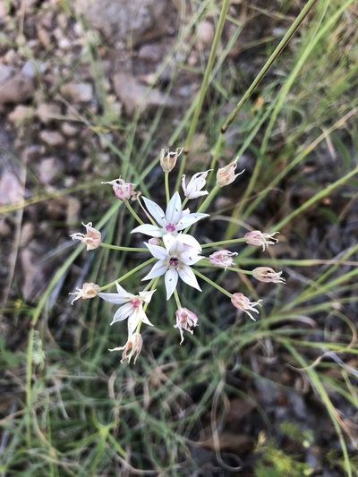 Allium rhizomatum, photographed by Katherine Parys