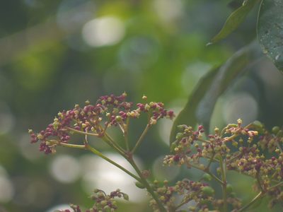 Cissus discolor, photographed by Dinesh Valke