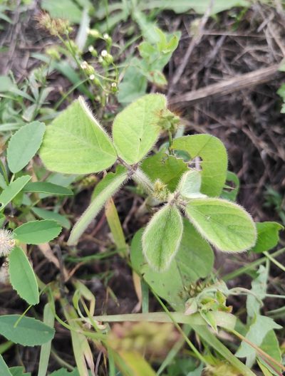 Glycine max, photographed by Юлия