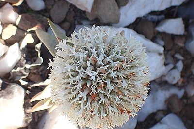 Crassula congesta, photographed by Di Turner