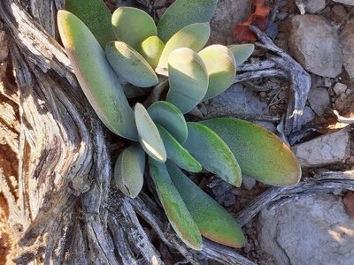Crassula cotyledonis, photographed by Di Turner