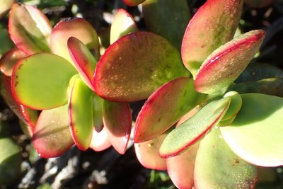 Crassula cultrata, photographed by Di Turner