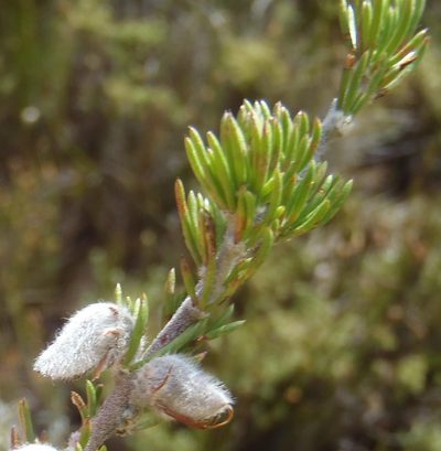 Aspalathus congesta, photographed by Nicola van Berkel