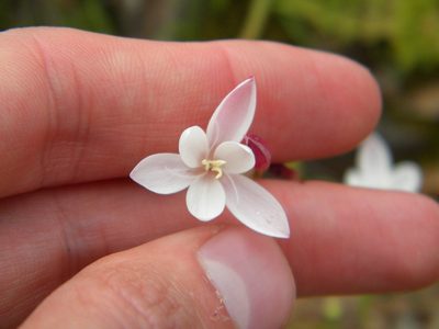 Hesperantha falcata, photographed by Tim Kirsten