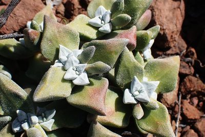 Crassula deltoidea, photographed by Di Turner