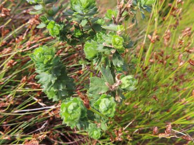 Cliffortia polygonifolia, photographed by linkie
