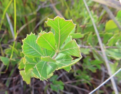 Searsia cuneifolia, photographed by linkie