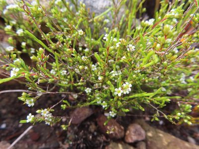 Coleonema juniperinum, photographed by linkie