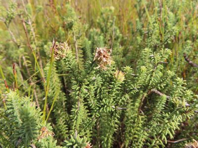 Campylostachys cernua, photographed by linkie