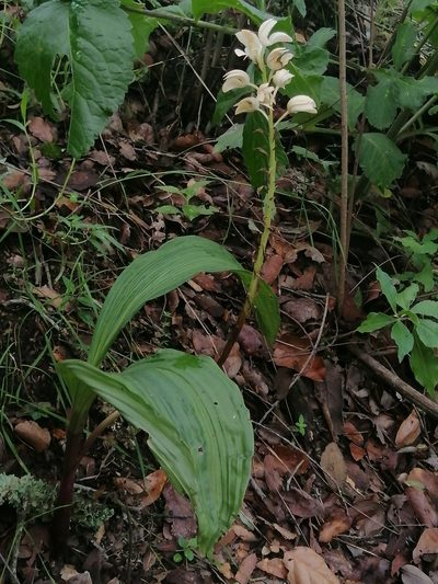 Govenia liliacea, photographed by Erick Vélez Sánchez