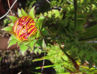Oedera imbricata, photographed by linkie