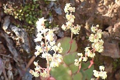 Crassula umbella, photographed by Di Turner