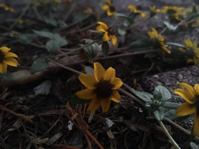 Sanvitalia procumbens, photographed by Adriel Cholico