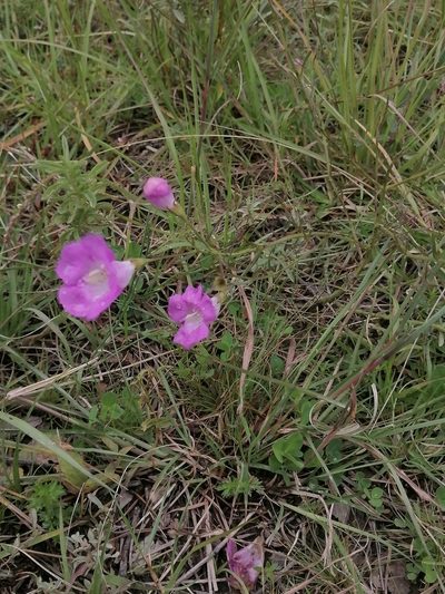 Agalinis peduncularis, photographed by Erick Vélez Sánchez