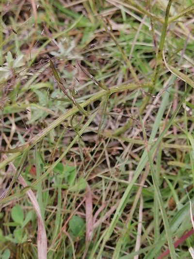 Agalinis peduncularis, photographed by Erick Vélez Sánchez