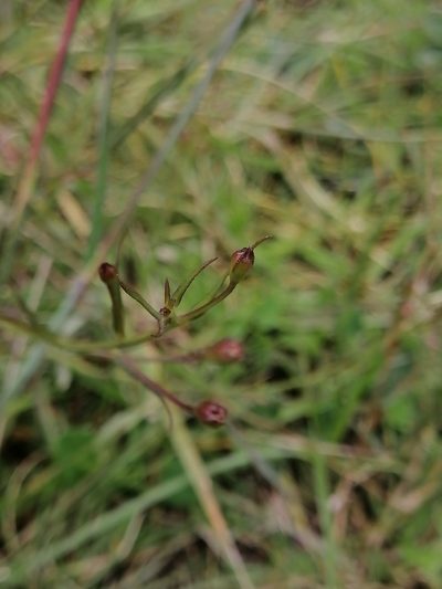 Agalinis peduncularis, photographed by Erick Vélez Sánchez