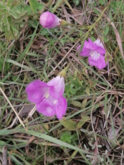 Agalinis peduncularis, photographed by Erick Vélez Sánchez