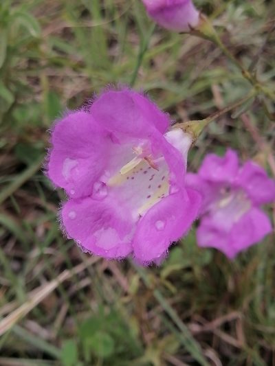 Agalinis peduncularis, photographed by Erick Vélez Sánchez