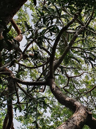 Consolea picardae, photographed by Yolanda M. Leon