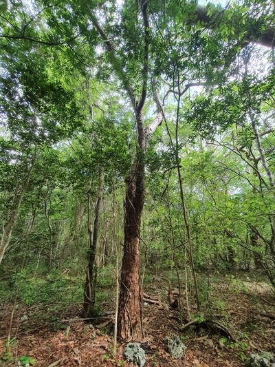 Consolea picardae, photographed by Yolanda M. Leon