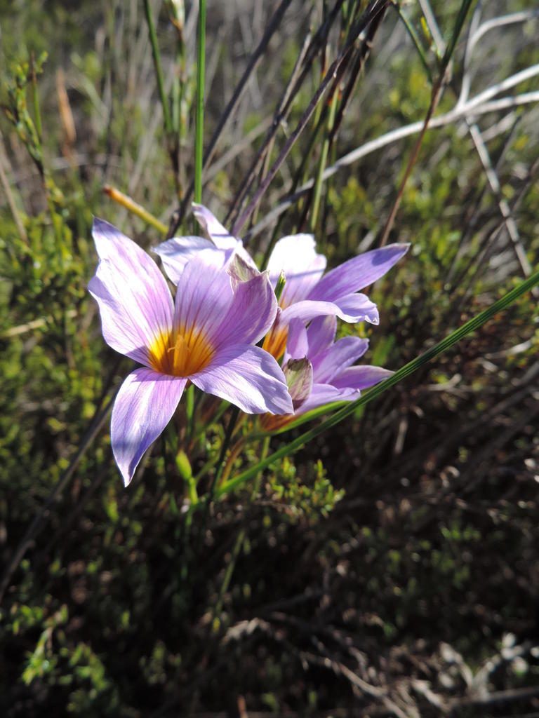 Romulea schlechteri, photographed by Jacques van der Merwe
