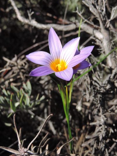 Romulea schlechteri, photographed by Jacques van der Merwe