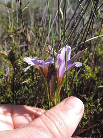 Romulea schlechteri, photographed by Jacques van der Merwe