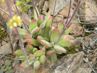 Crassula pubescens, photographed by Tim Kirsten