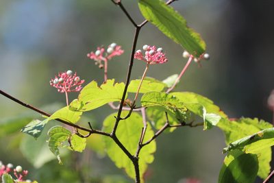Cornus rugosa, photographed by Rob Foster