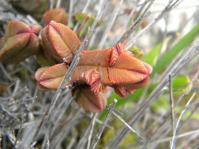 Crassula pyramidalis, photographed by Tim Kirsten