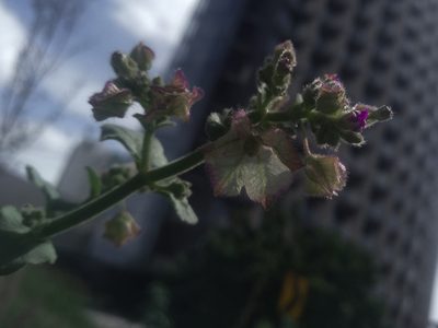 Mirabilis albida, photographed by Adriel Cholico