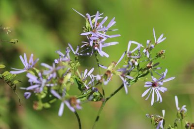 Symphyotrichum ciliolatum, photographed by Rob Foster