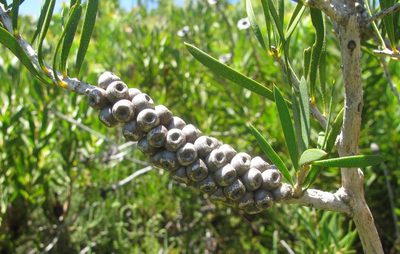 Melaleuca rugulosa, photographed by douglaseustonbrown