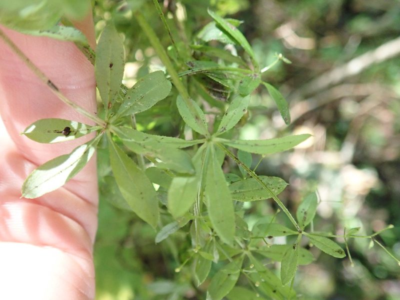 Galium asprellum, photographed by Rob Foster