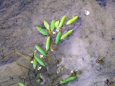 Potamogeton octandrus, photographed by Jacy Chen