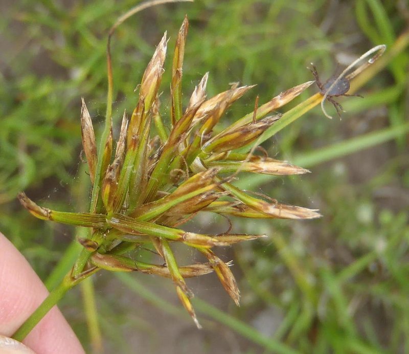Carex capensis, photographed by Nicola van Berkel