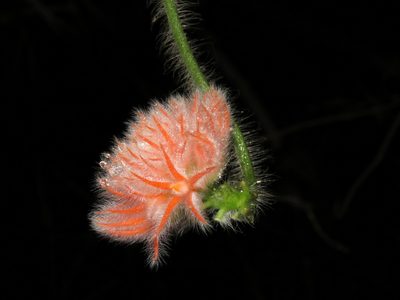 Gurania eriantha, photographed by Vincent A. Vos