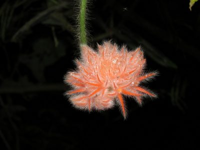 Gurania eriantha, photographed by Vincent A. Vos