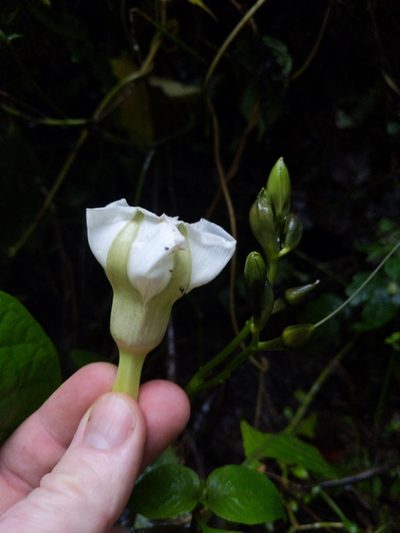 Ipomoea santillanii, photographed by Alan Rockefeller