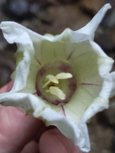 Ipomoea santillanii, photographed by Alan Rockefeller