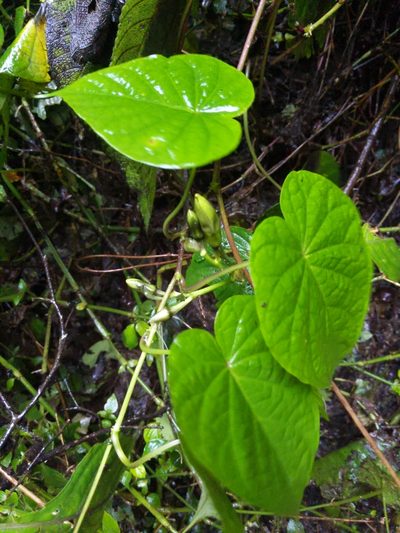 Ipomoea santillanii, photographed by Alan Rockefeller