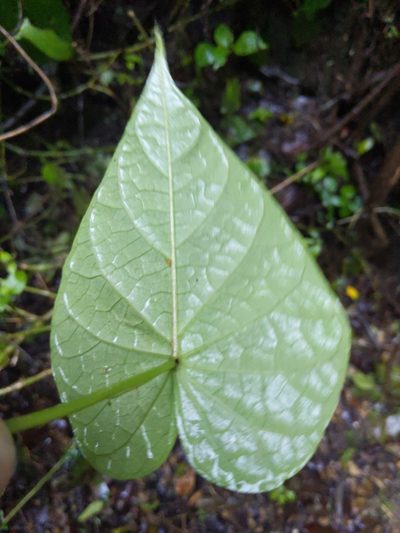 Ipomoea santillanii, photographed by Alan Rockefeller