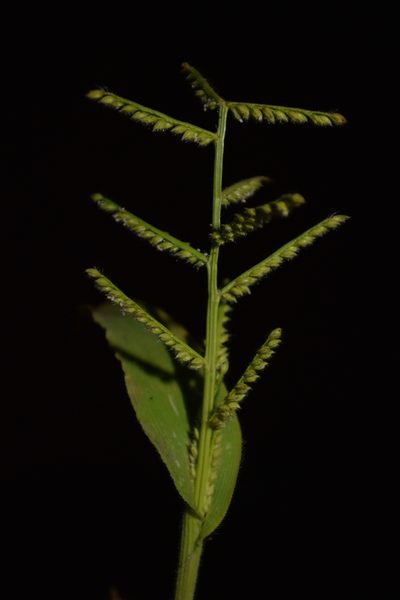 Paspalum canarae, photographed by S.MORE