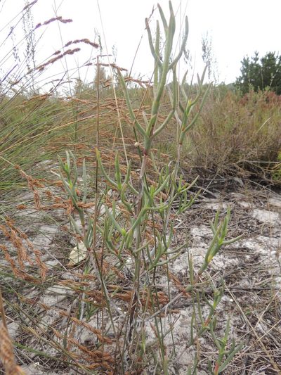 Ruschia tecta, photographed by Jacques van der Merwe