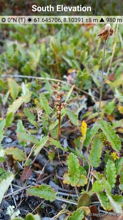 Chamorchis alpina, photographed by Michael D. Pirie