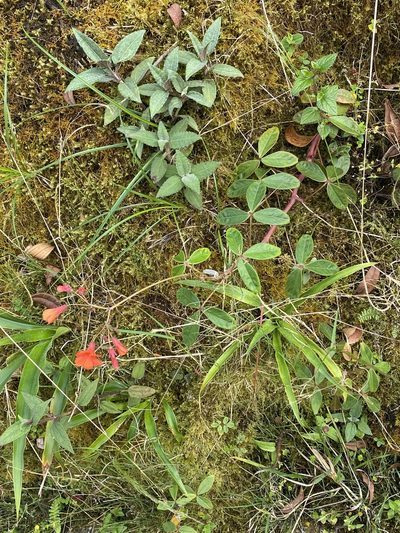 Oxalis integra, photographed by tlaloc27