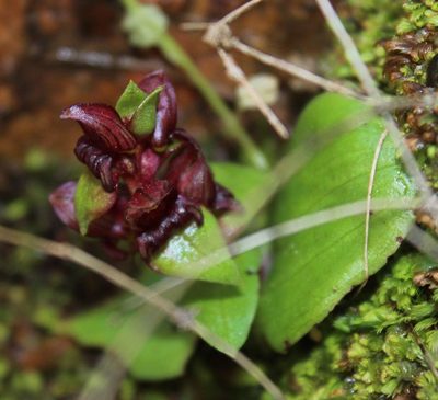 Satyrium bracteatum, photographed by Tony Rebelo